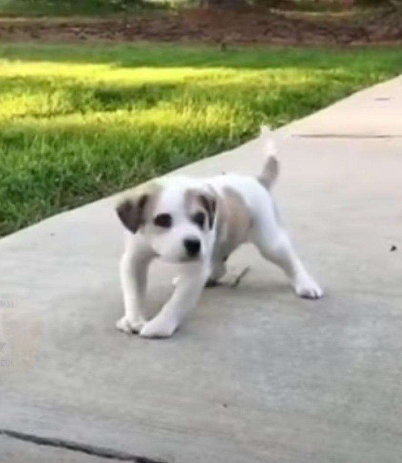 pup finally walking despite his deformed leg