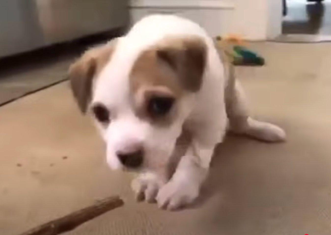 pup learning to walk