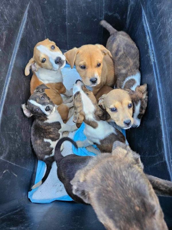 pup litter in plastic bin pup litter in plastic bin