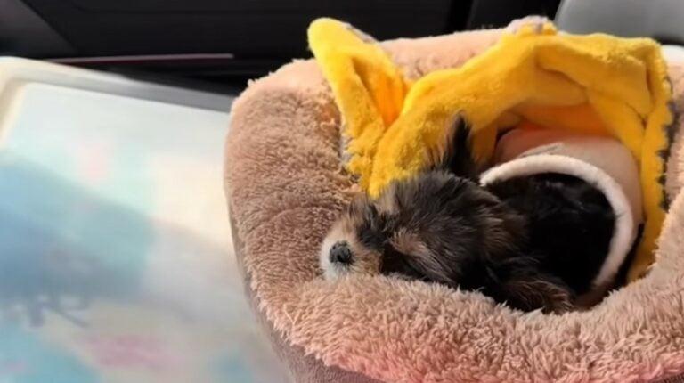 pup sleeping in his bed at his new place pup sleeping in his bed at his new place