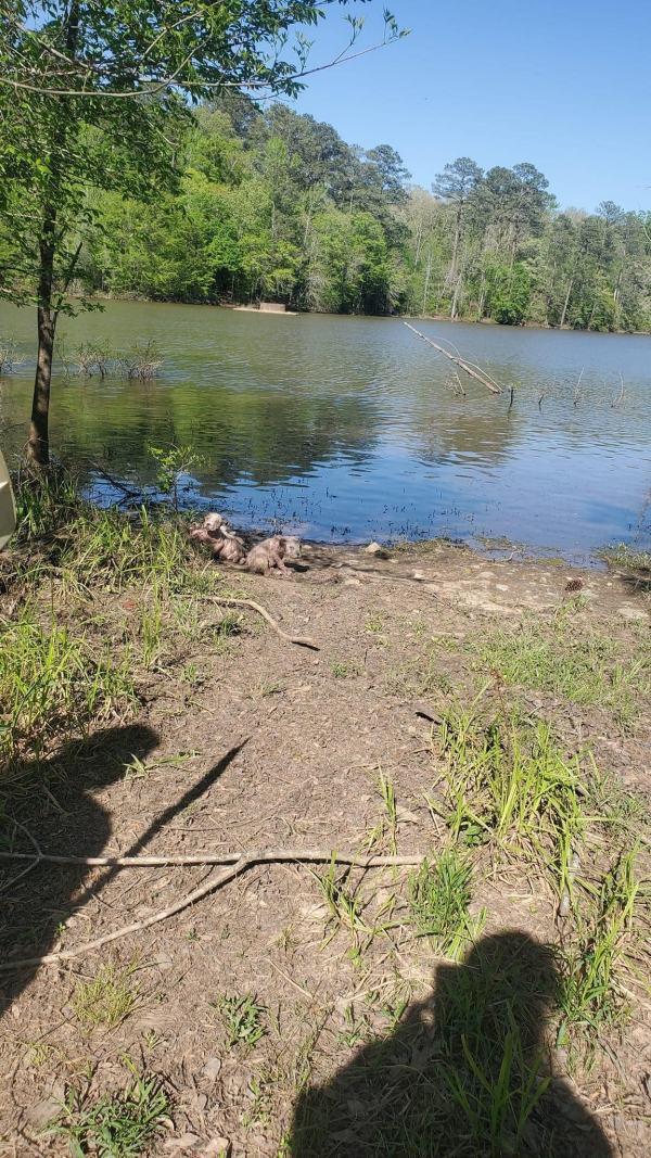 pups on the shore pups on the shore
