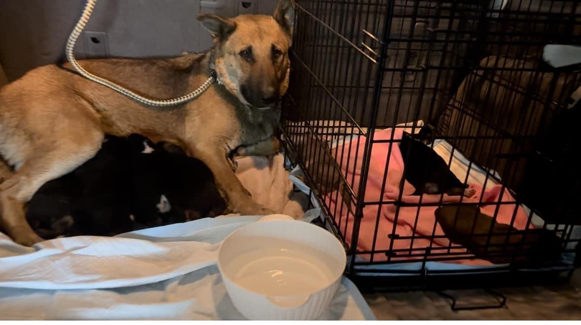 recued mama dog with puppies in crate recued mama dog with puppies in crate