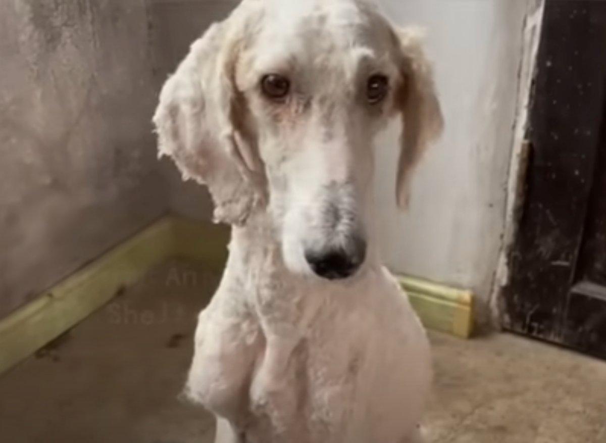 rescued dog after shaving rescued dog after shaving