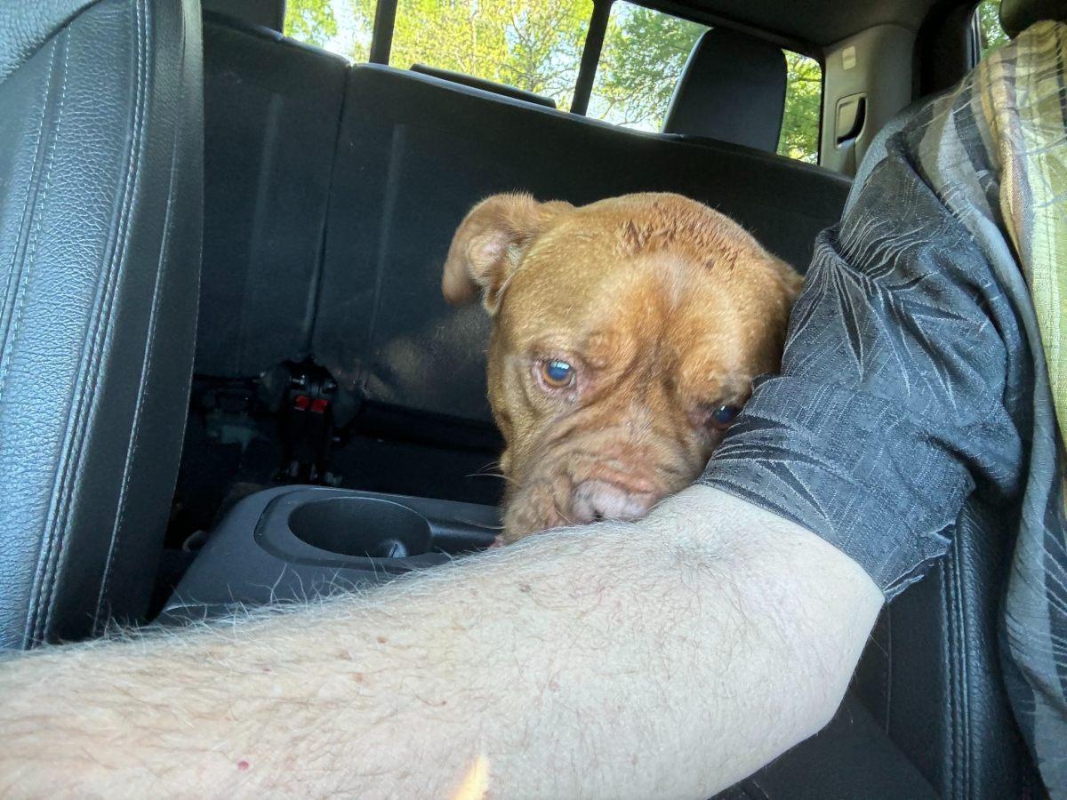 rooney in a car with rescuer