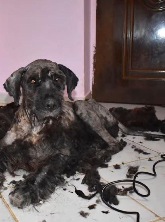 shaving the dog after rescuing him shaving the dog after rescuing him