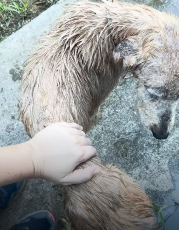 showering the mangy dog showering the mangy dog