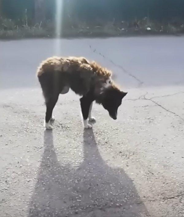 sick dog alone in the streets sick dog alone in the streets