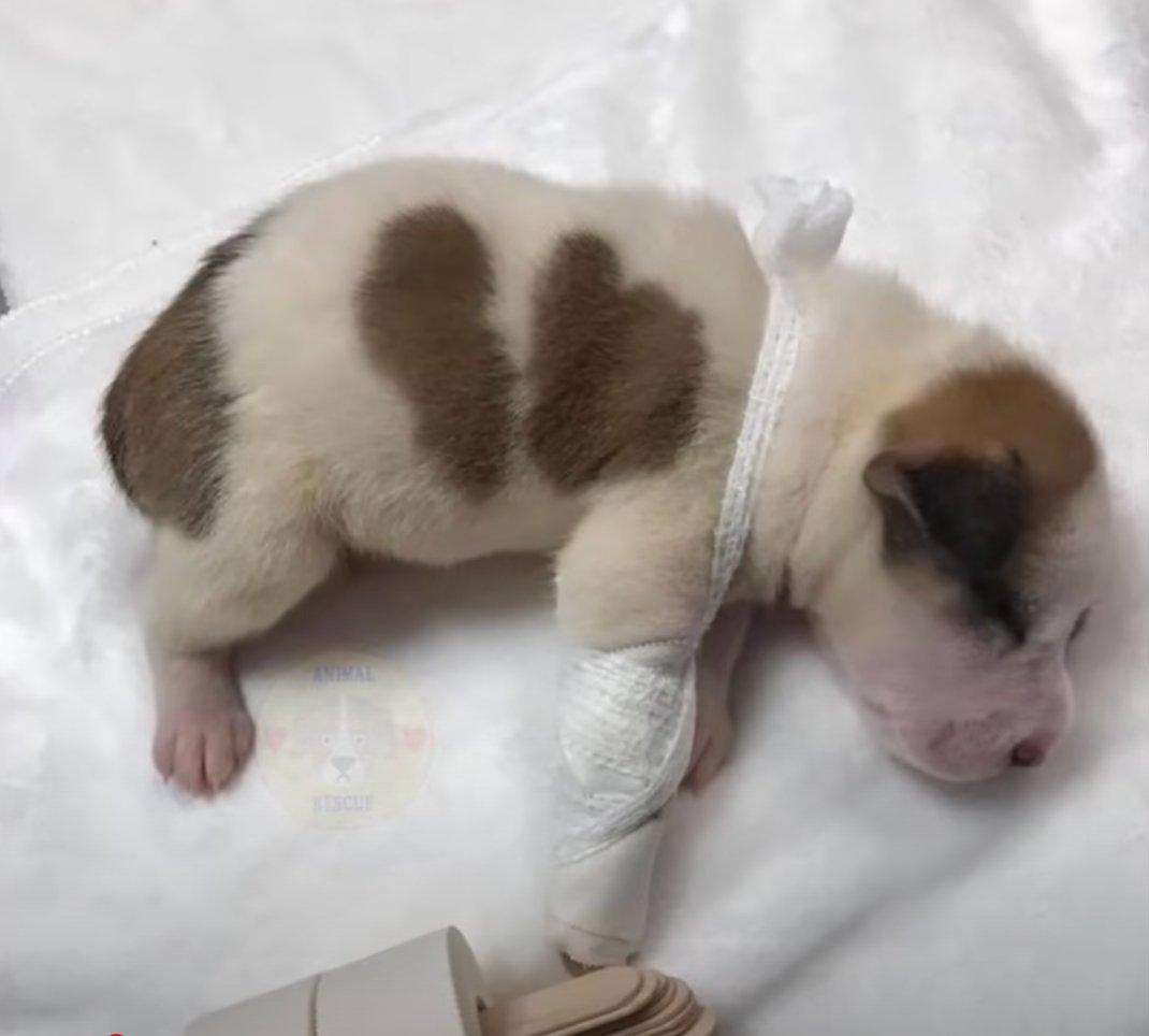 sleeping pup at vet with banded leg