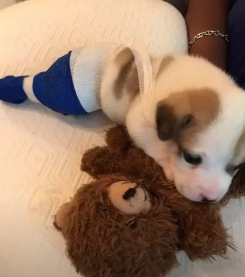 small pup with big leg bandage