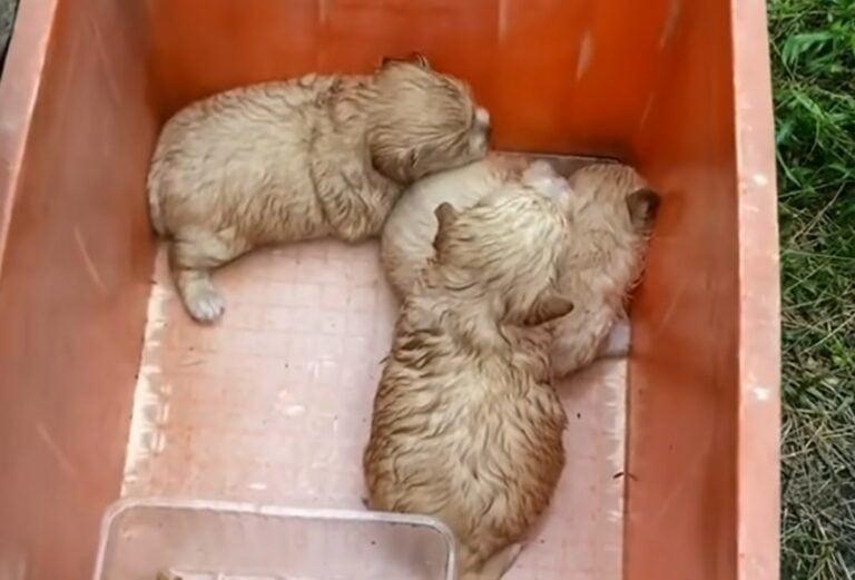 small pups in a red bucket small pups in a red bucket