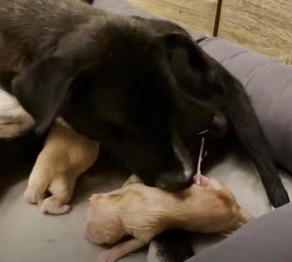 stray dog giving birth stray dog giving birth