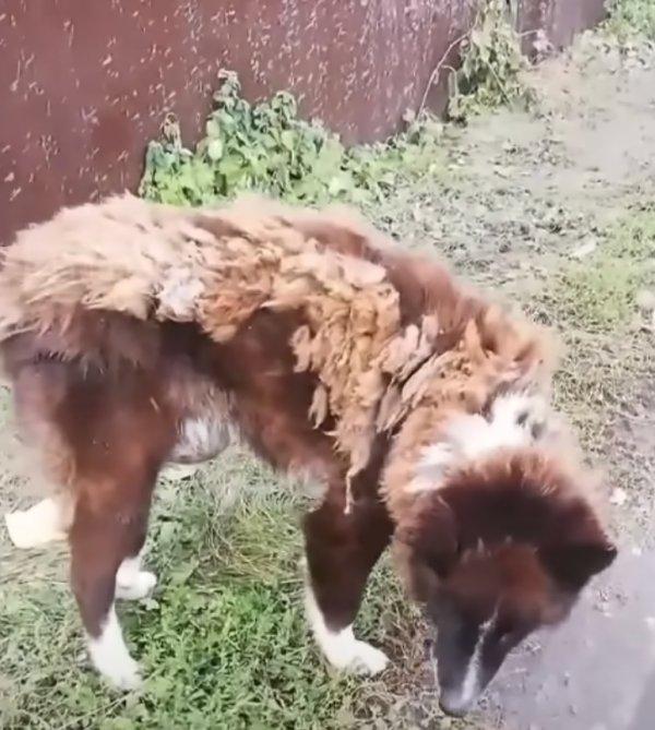 stray dog in poor condition stray dog in poor condition