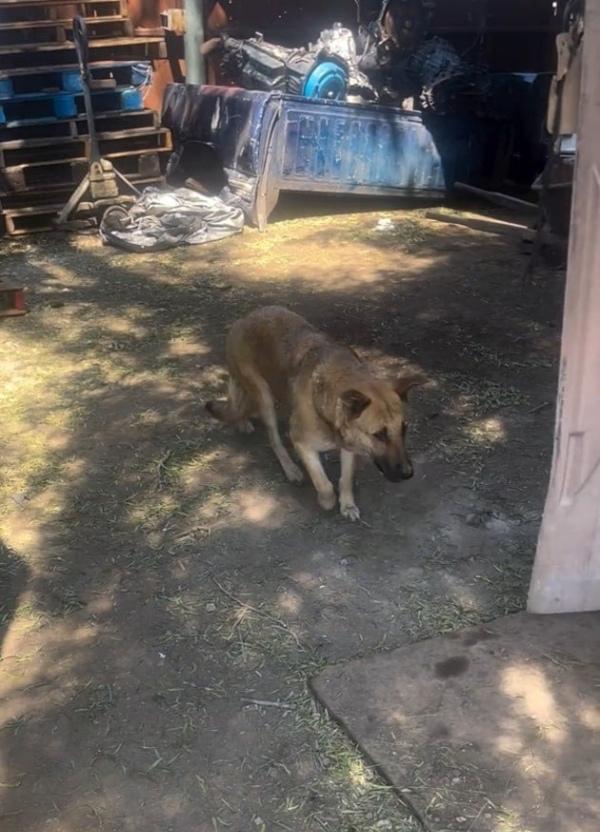 stray mama dog alone stray mama dog alone