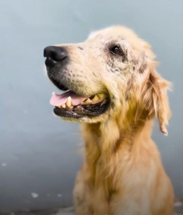 the mangy dog transformed into a beautiful pup the mangy dog transformed into a beautiful pup