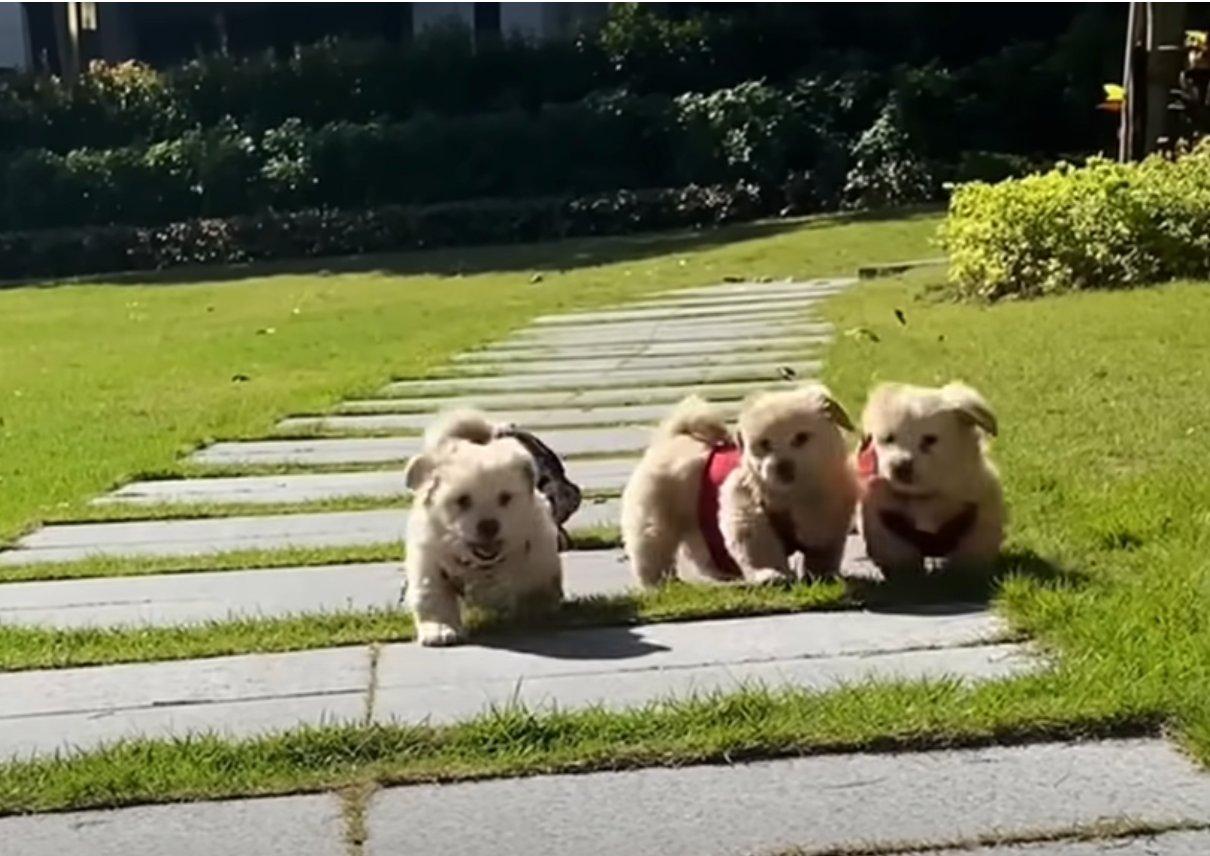 thriving pups after rescue thriving pups after rescue