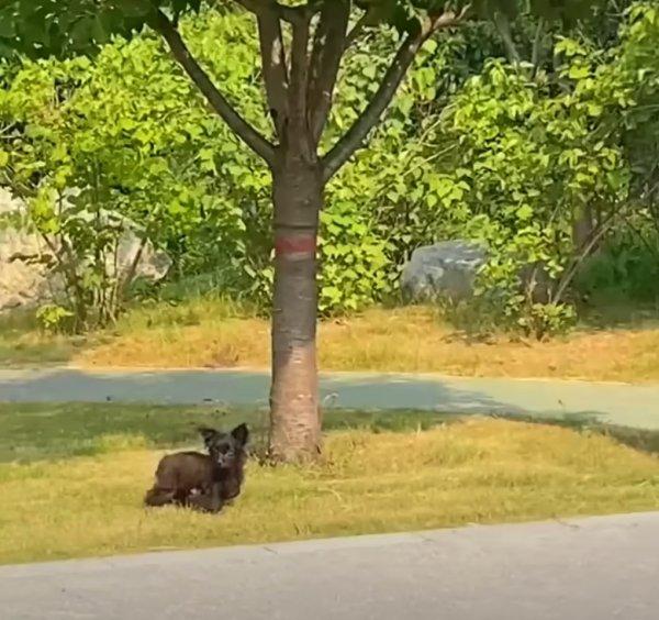 tiny black dog alone in park tiny black dog alone in park