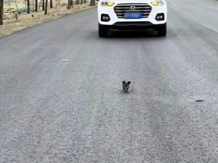 tiny little pup in the middle of a busy road tiny little pup in the middle of a busy road