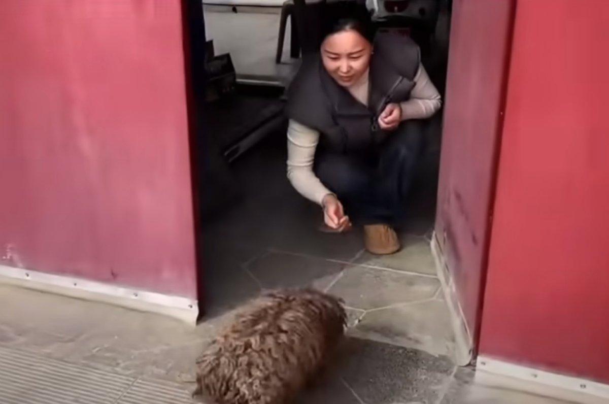 welcoming the stray at home welcoming the stray at home