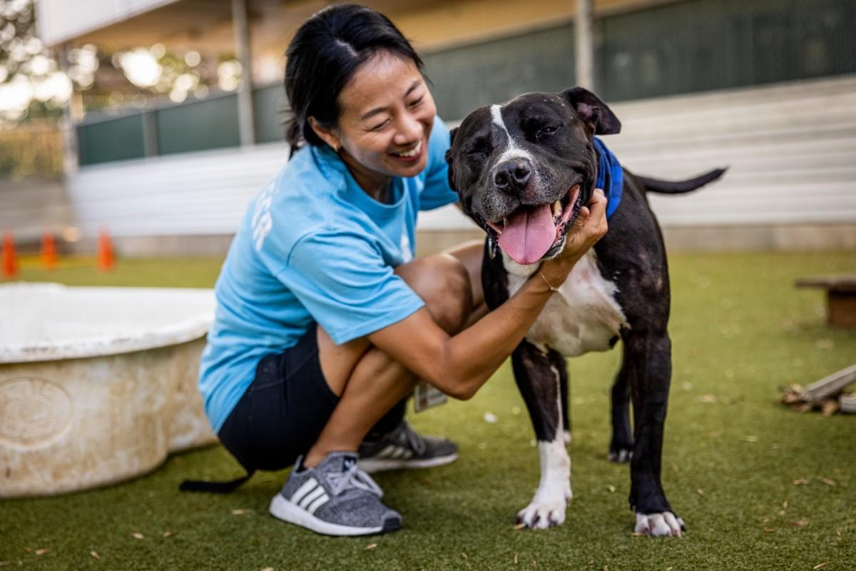 woman cuddling an american pitbull terrier