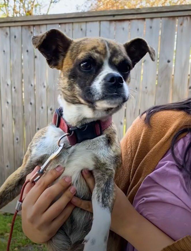 woman holding dog after rescue woman holding dog after rescue