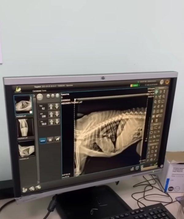 xray of tumors in dog xray of tumors in dog