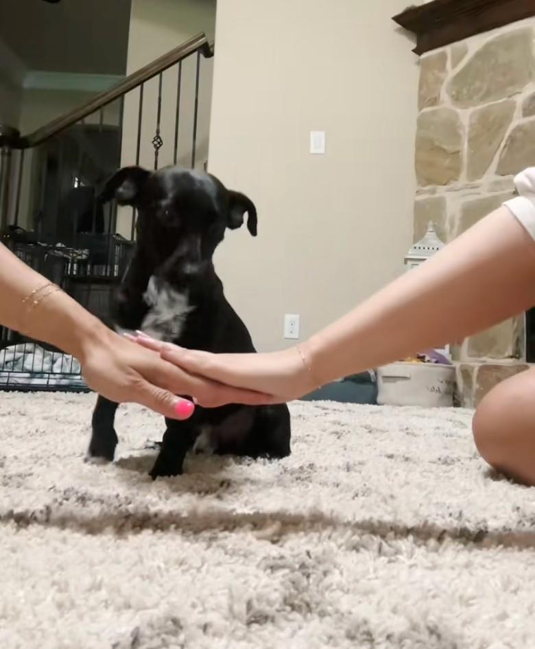 2 girls playing with black dog 2 girls playing with black dog