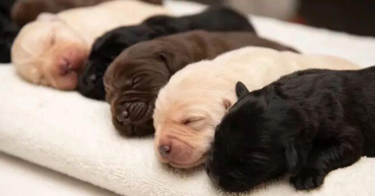 Black Lab Surprises Everyone With Her One Of A Kind Puppies