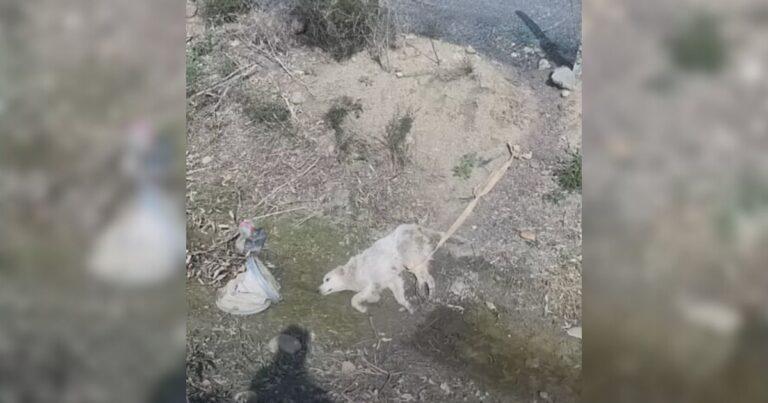 Dog Cried Nonstop Through Her Rescue Until They Realized She Was Breastfeeding