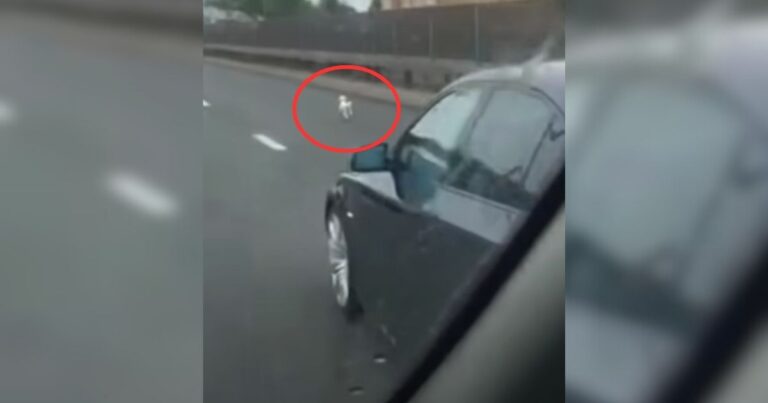 Driver Spots A Scared Puppy Running Along The Highway And Quickly Steps In To Help