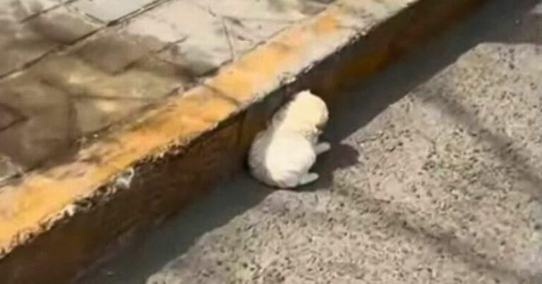 Driver Spots Fluffy Pup By The Road Desperately Trying To Escape The Blazing Sun