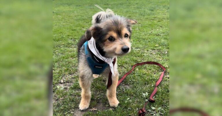 Everybody Thinks This Dog Is A Puppy But He’s Not One At All