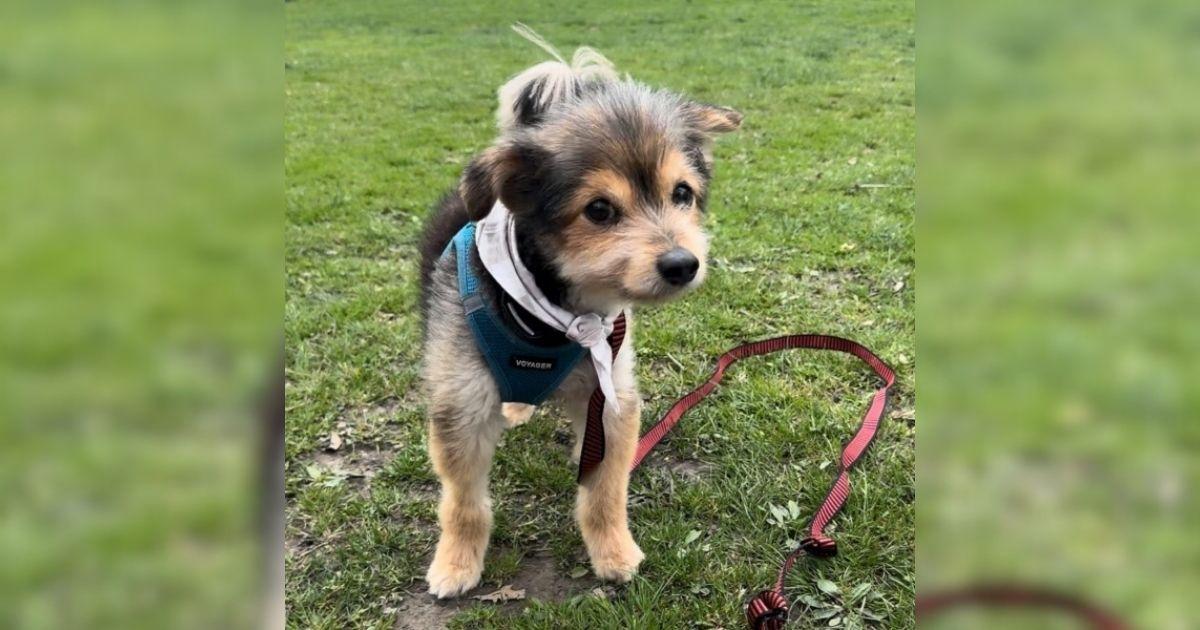 Everybody Thinks This Dog Is A Puppy But He’s Not One At All