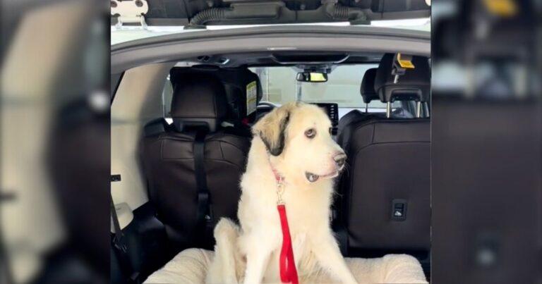 Everyone Ignored This Sweet Pup At The Adoption Event And The Reason Broke Hearts
