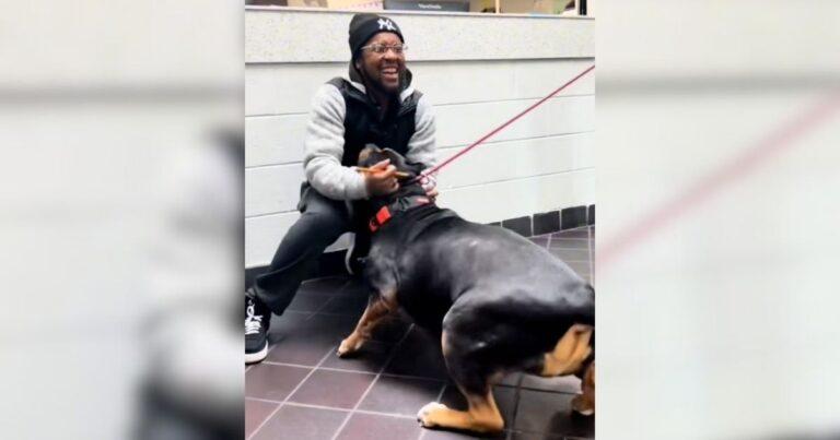 Giant Dog Missing For Weeks Goes Wild With Joy When He’s Reunited With His Dad