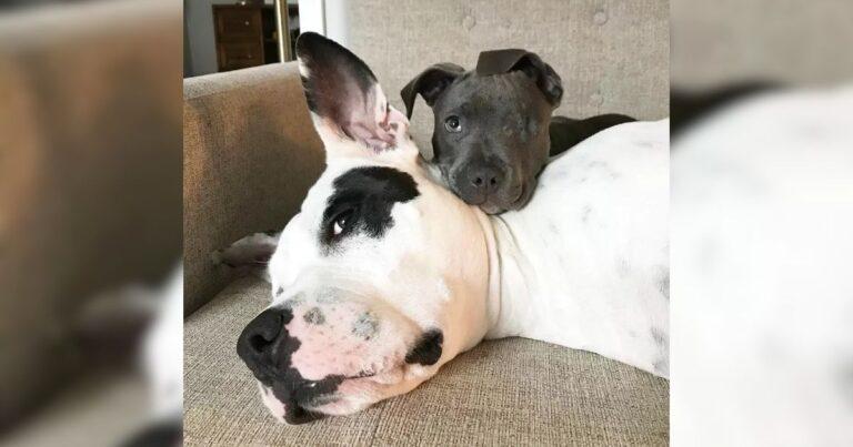 Grieving Mama Dog Who Lost Her Litter Finds Healing Thanks To A Tiny Rescue Pup