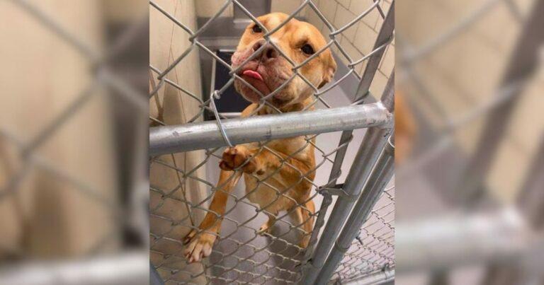Heartbroken Shelter Dog Who Begged For Her Life Finally Gets The Miracle She Needed