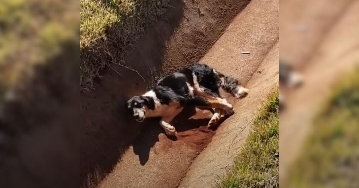 Injured Dog Hit By A Car Wags His Tail At Passing Cars Until One Kind Driver Stops