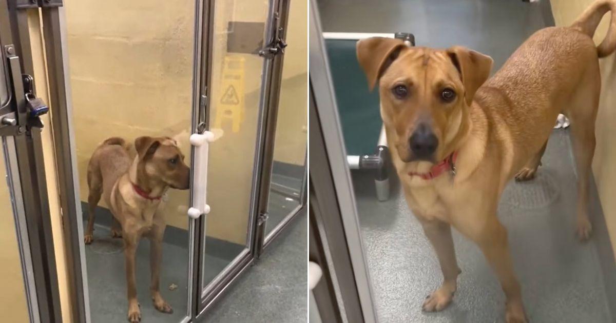 Loving Pup Left Devastated After Being Surrendered To Shelter For The Third Time