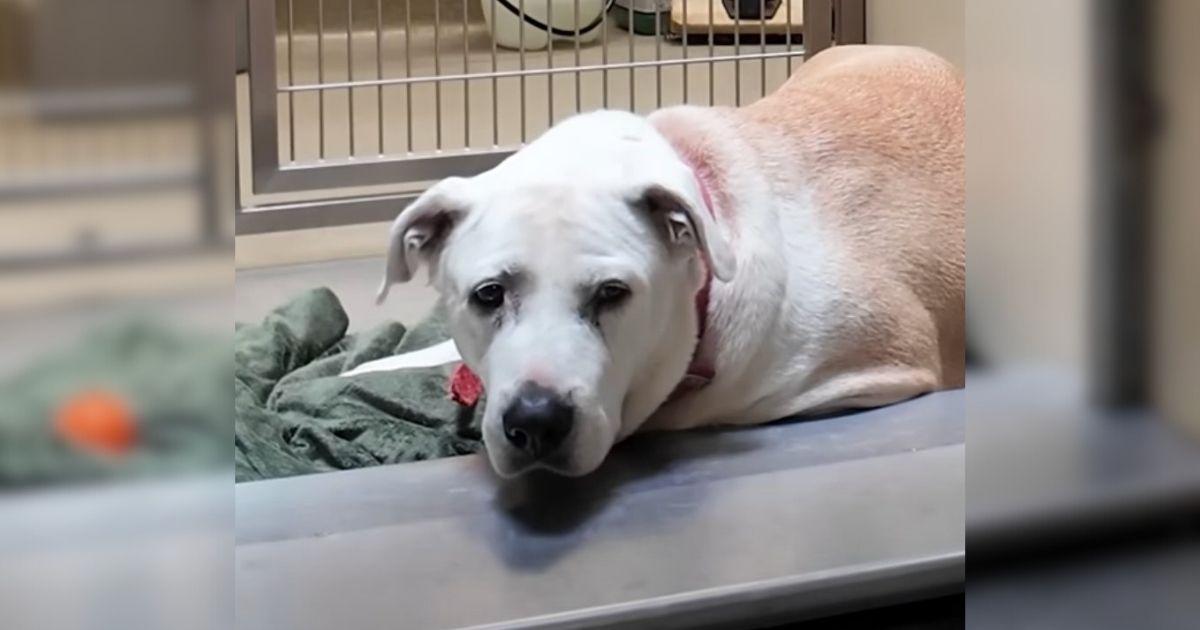Man Starts Singing And This Abandoned Dog's Reaction Will Bring Tears To Your Eyes