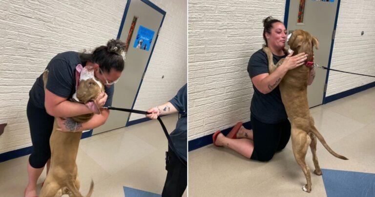 Pittie Miraculously Reunites With His Owner After Going Missing For Two Years