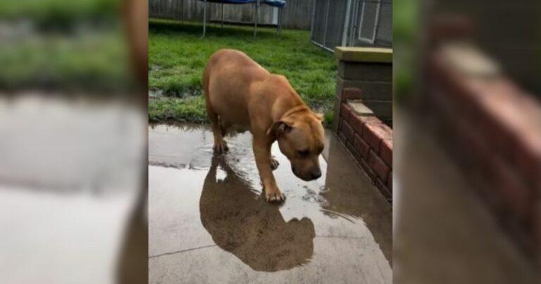 Pregnant Pit Bull Saved Just 47 Minutes Before Euthanasia Now Living Her Best Life