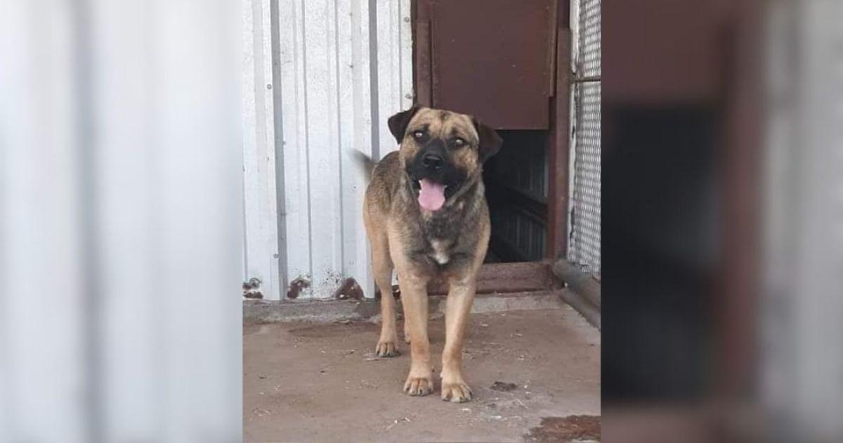 Shelter Dog Scheduled For Euthanasia Ends Up Finding His Perfect Family