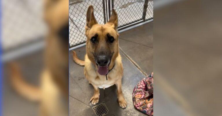 Adorable Shelter Dog Spends A Year Watching Others Get Adopted While She’s Left Behind