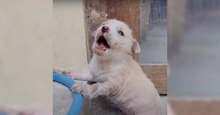 Small Pup Left Alone At Market Cries For Help, Hoping Someone Will Care