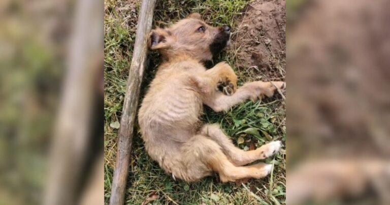 Starving Puppy Was Terrified And Desperate After His Owners Threw Him Away In A Landfill