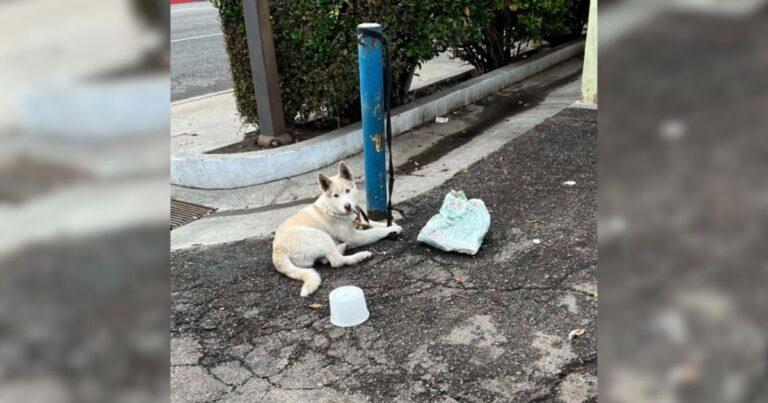Stunning White Husky Spent Days Tied To A Pole Until Kind Rescuers Finally Stepped In