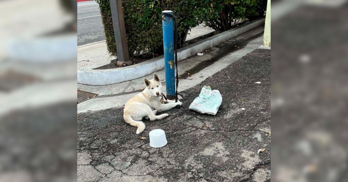 Stunning White Husky Spent Days Tied To A Pole Until Kind Rescuers Finally Stepped In
