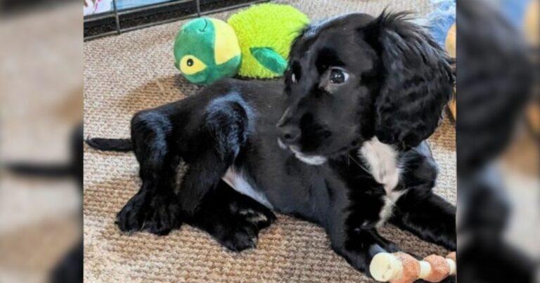 Sweet 6-Legged Dog Was Heartlessly Abandoned In A Car Park Because She Was Born Different