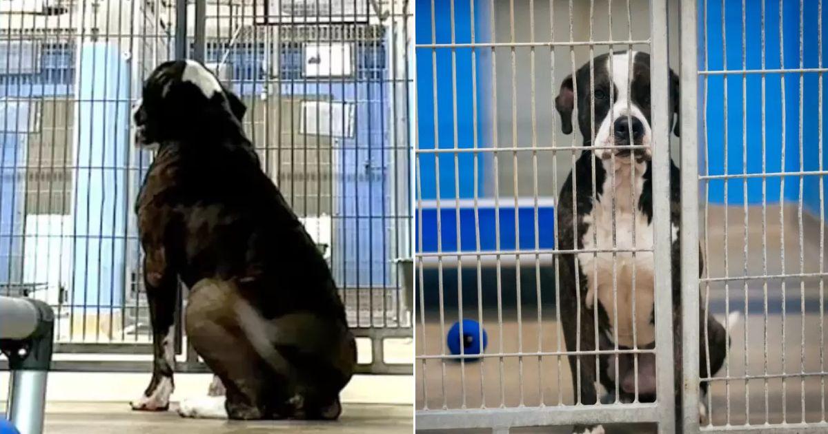 Sweet Dog Watches Each Friend Leave From His Kennel While He Gets Passed By