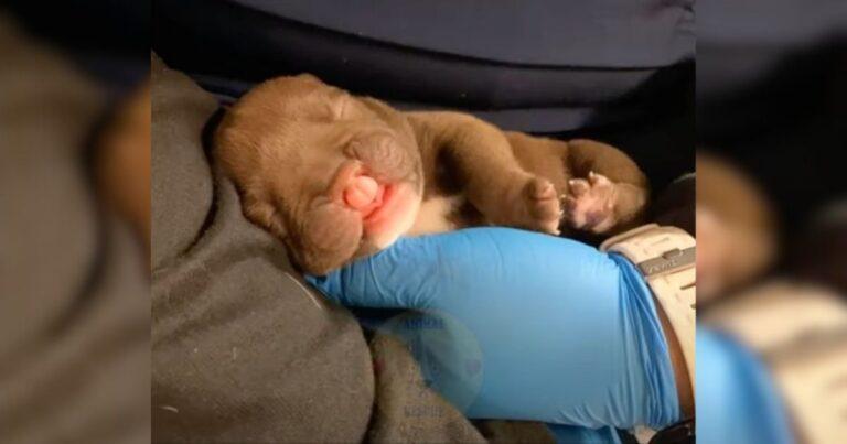 This Newborn Pup Was Abandoned On The Street Just For Being Born With A Cleft Lip